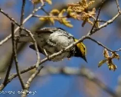 Dendroica chrysoparia