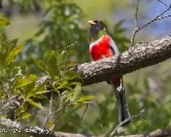 Trogon elegans