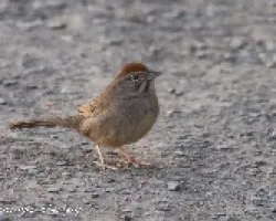 Aimophila ruficeps