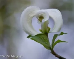Cornus florida sub. urbiniana
