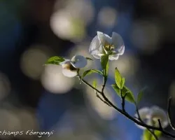 Cornus florida sub. urbiniana
