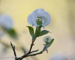 Cornus florida sub. urbiniana