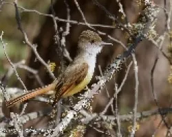 Myarchus tuberculifer