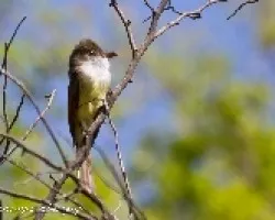 Myarchus tuberculifer
