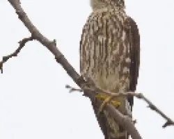 Falco columbarius