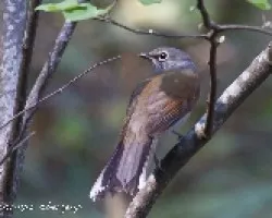Myadestes occidentalis