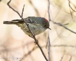 Regulus calendula