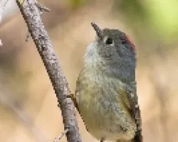 Regulus calendula