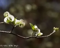 Cornus florida sub. urbiniana