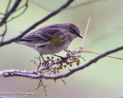 Dendroica coronata