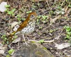 Hylocichia mustelina