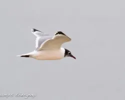Larus pipixcan