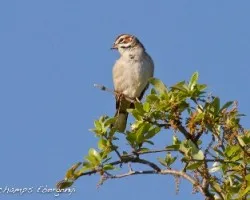 Chondestes grammacus