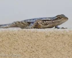 lagartija texana...