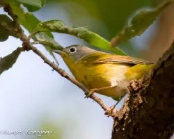 Vermivora ruficapilla
