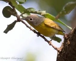 Vermivora ruficapilla