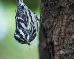 Mniotilta varia