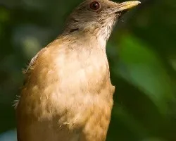 Turdus grayi