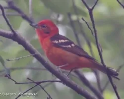 Piranga bidentata