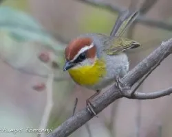 Basileuterus rufifrons