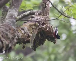 Myioborus pictus