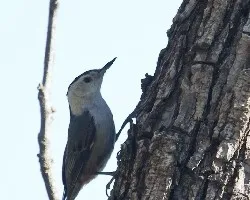 Sitta carolinensis
