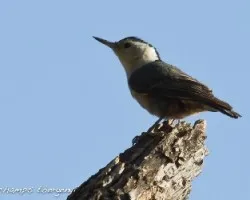 Sitta carolinensis