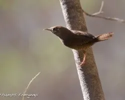 Troglodytes aedon
