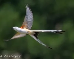 Tyrannus forficatus