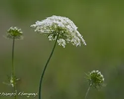 Daucus carota
