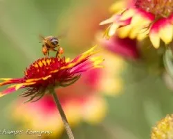 Gaillardia aristata