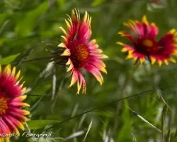 Gaillardia aristata