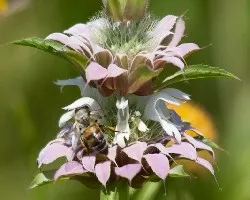 Monarda citridora