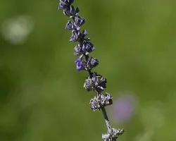Lavandula angustifolia
