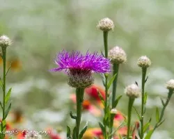 Centaurea scabiosa