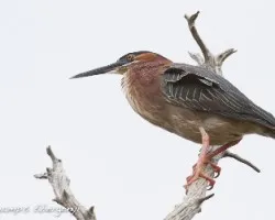 Butorides virescens