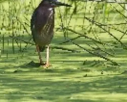 Butorides virescens