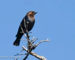 Molothrus ater