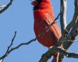 Cardinalis cardinalis
