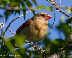 Cardinalis cardinalis