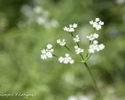 planta en verdes