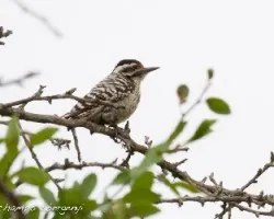 Picoides scalaris