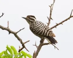 Picoides scalaris