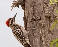 Picoides scalaris