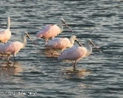 Platalea ajaja