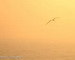 Fregata magnificens