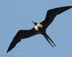 Fregata magnificens