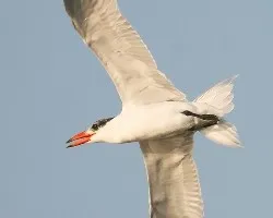 Hydroprogne caspia