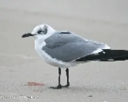 Larus atricilla