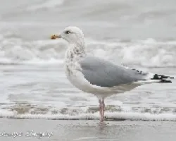 Larus argentatus